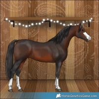Horse Color:Bay 
