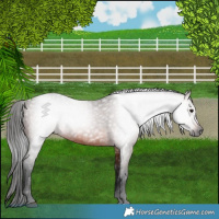 Horse Color:Gray Bay 