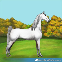 Horse Color:Gray Bay 
