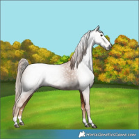 Horse Color:Gray Chestnut 
