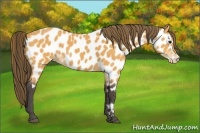 Horse Color:Buckskin Appaloosa Rabicano 