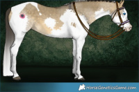 Horse Color:Buckskin Dun Splash Tobiano 