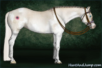 Horse Color:Gray Silver Buckskin Roan Pearl Dun Splash Tobiano 