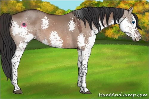 Horse Color:Bay Dun Splash Tobiano 