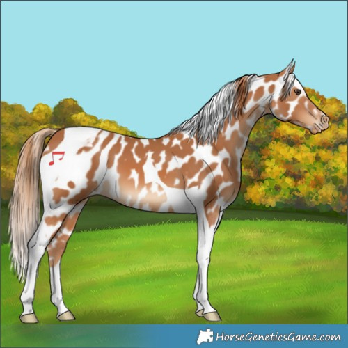 Horse Color:Chestnut Tobiano Appaloosa 