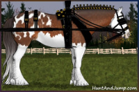 Horse Color:Buckskin Splash Appaloosa 