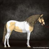 Horse Color:Buckskin Tobiano Appaloosa