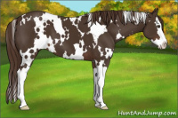 Horse Color:White Spotted Liver Chestnut Splash 