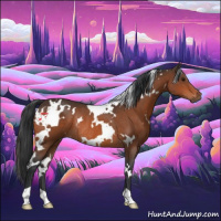 Horse Color:White Spotted Bay Rabicano 