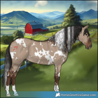 Horse Color:White Spotted Liver Red Dun 