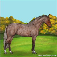 Horse Color:Silver Brown Roan Rabicano 