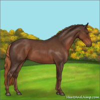 Horse Color:Liver Red Roan 