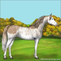 Horse Color:Red Dun Splash  and Red Dun Splash 