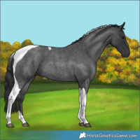 Horse Color:Blue Roan Tobiano 