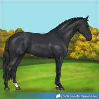 Horse Color:Black 