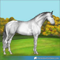 Horse Color:Gray Smoky Blue Roan Tobiano 