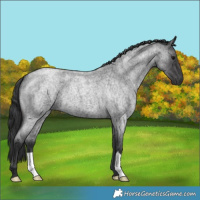 Horse Color:Blue Roan 