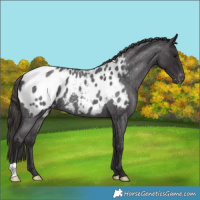 Horse Color:Smoky Blue Roan Appaloosa 