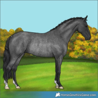 Horse Color:Blue Roan Rabicano 