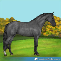 Horse Color:Blue Roan 