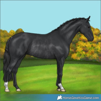 Horse Color:Black Rabicano 