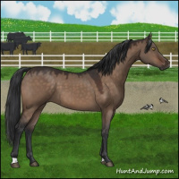 Horse Color:Brown Dun 