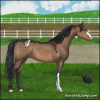 Horse Color:Brown Dun Appaloosa 