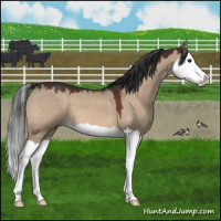 Horse Color:Bay Dun Splash