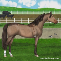 Horse Color:Liver Red Dun 