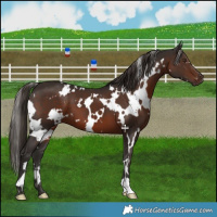 Horse Color:White Spotted Liver Chestnut 
