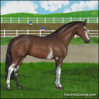 Horse Color:White Spotted Brown 