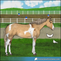 Horse Color:White Spotted Chocolate Palomino Dun Tobiano 