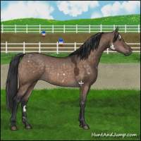 Horse Color:White Spotted Brown Dun