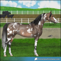 Horse Color:White Spotted Brown Dun Rabicano 