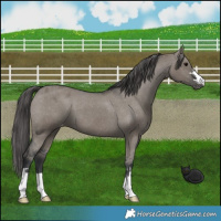 Horse Color:Grullo Varnish 
