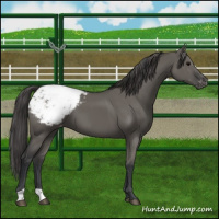Horse Color:Grullo Appaloosa 