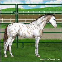 Horse Color:Buckskin Dun Splash Appaloosa 
