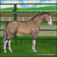 Horse Color:Brown Dun Splash Varnish 