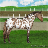 Horse Color:Liver Red Dun Appaloosa Brindle 