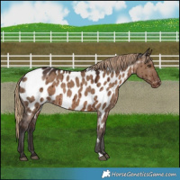 Horse Color:Liver Red Dun Appaloosa Brindle 