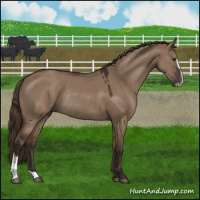 Horse Color:Liver Red Dun Sabino Rabicano 