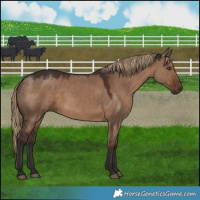 Horse Color:Liver Red Dun Rabicano 