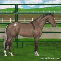 Horse Color:Silver Brown Dun Blanket 