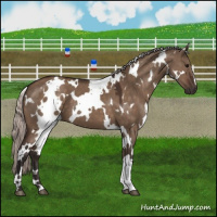 Horse Color:White Spotted Silver Brown Dun