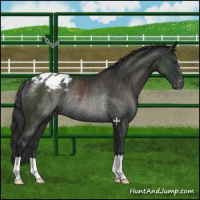 Horse Color:Liver Chestnut Appaloosa Rabicano 