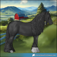 Horse Color:Black 