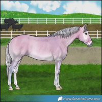 Horse Color:Watercolor Silver Buckskin Onyx Rabicano 