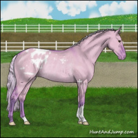Horse Color:Watercolor Silver Bay Dun Appaloosa Rabicano