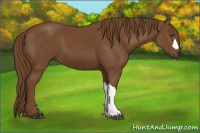 Horse Color:Gray Chestnut 