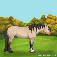 Horse Color:Bay Dun 